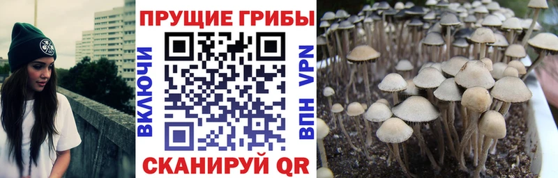 Галлюциногенные грибы прущие грибы  Всеволожск 
