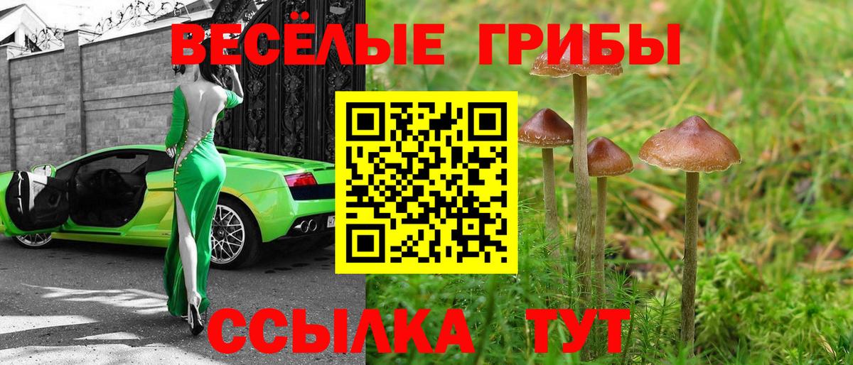 Псилоцибиновые грибы Psilocybe Всеволожск